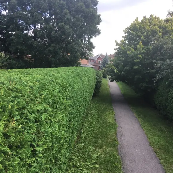 hedge trimming in Ottawa